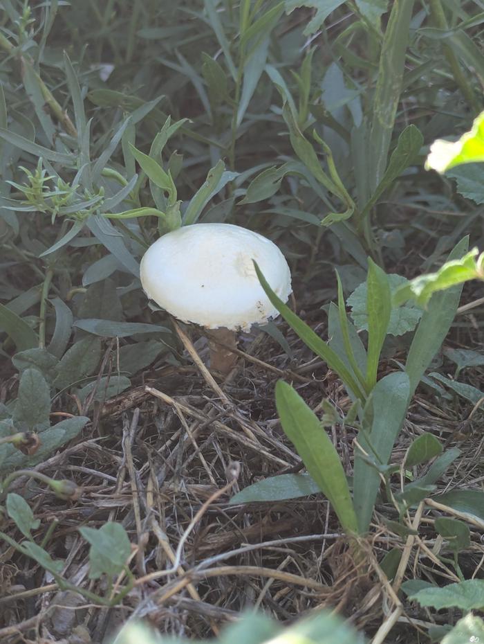 Another fungi friend 