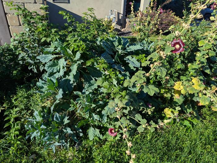One of my favorite yarden patches, long lived kake, black raspberries, and stuff