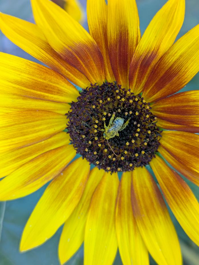 pollen covered blue bee on a yellow flower 