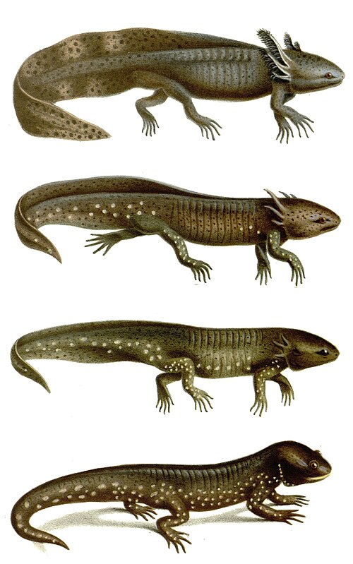 [Thumbnail for Ambystoma_mavortium.jpg]