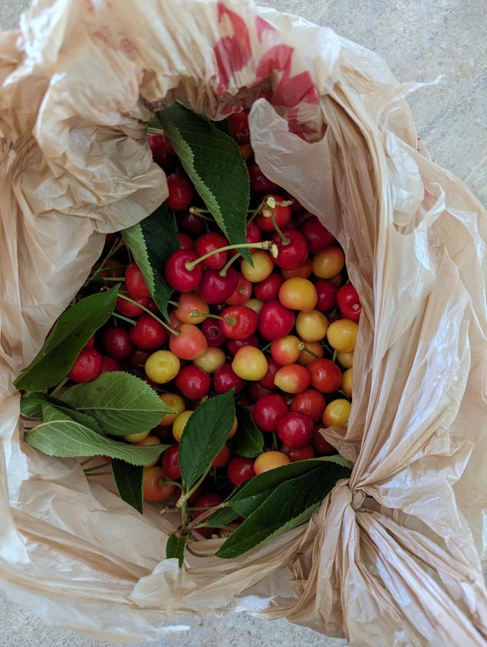 Assorted cherries 