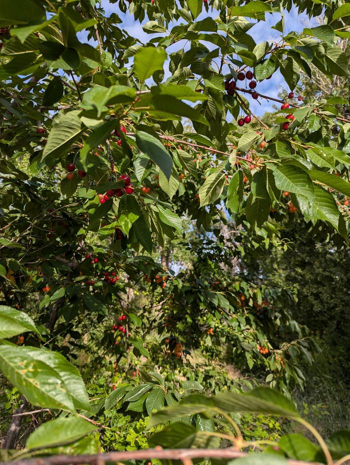 Cherry tree