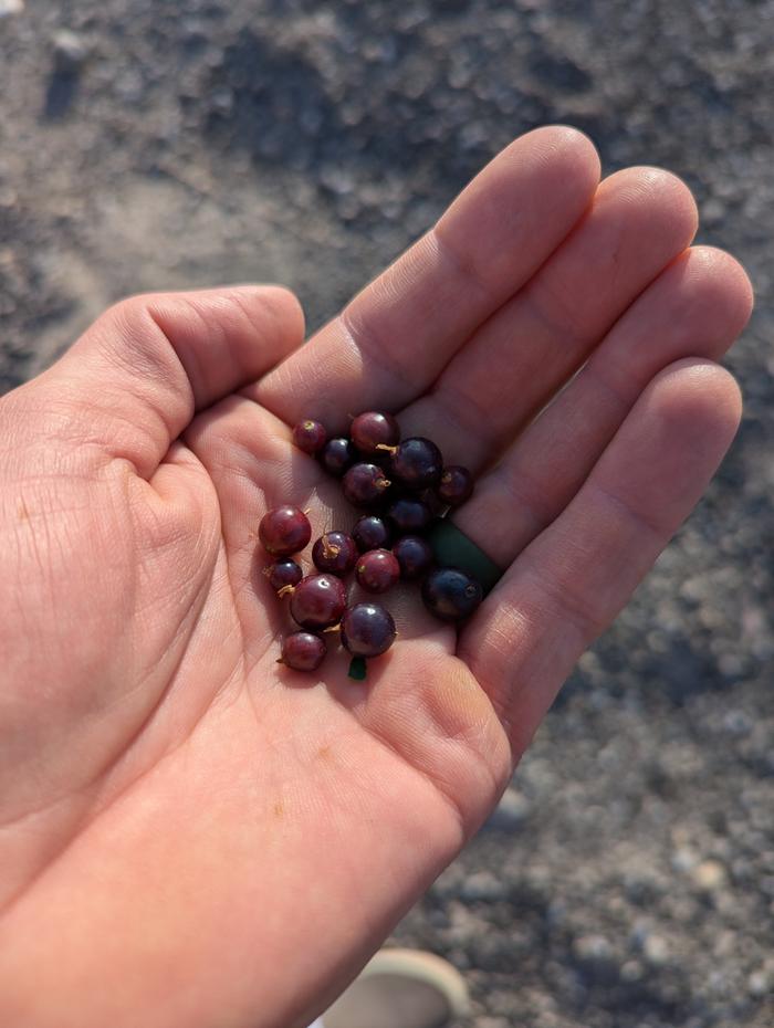 Black Fruited Golden Currant 