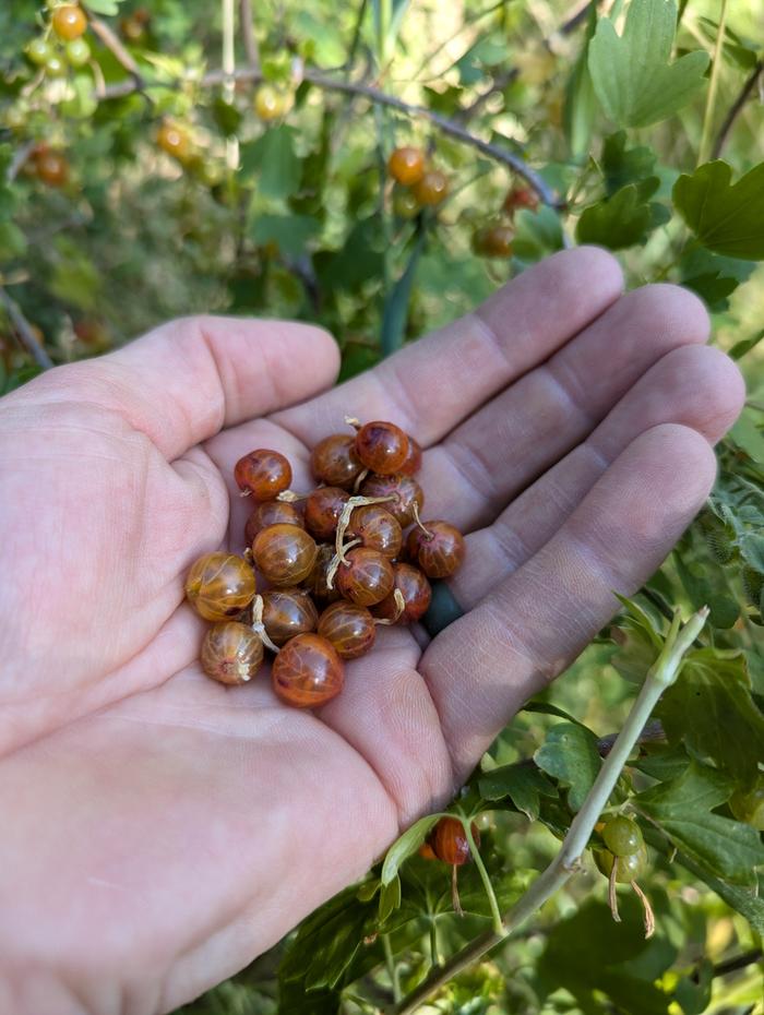 Amber Fruited Golden Currant (Tastes like spiced apples, I've never eaten a fruit like it)