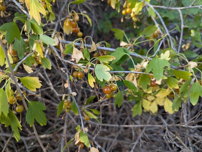 The Amber Fruited Golden Currant Bush (there's only one I know of, and I'm gonna propagate)