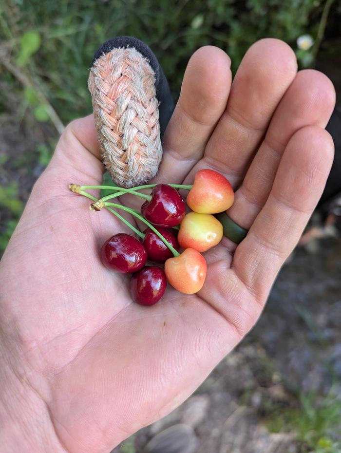 Obviously a Ranier descendant, and the red is the descendant of the ranier seedling