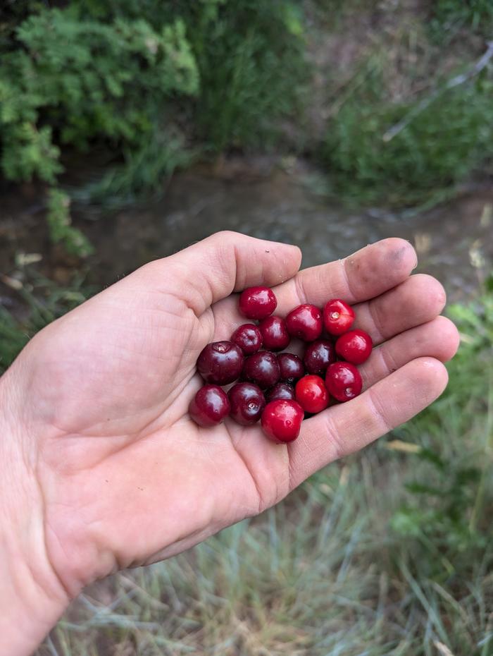 An assortment of cherries 