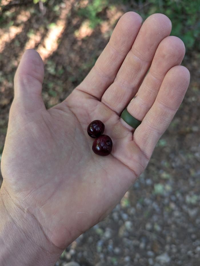 Rarest of all the local cherries, super dark, maximum cherry flavor, on ancient timber cherries with silvery purple bark 