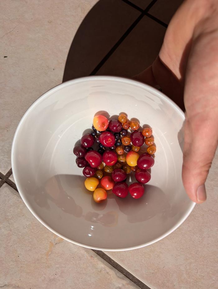 Cherries & Currants 
