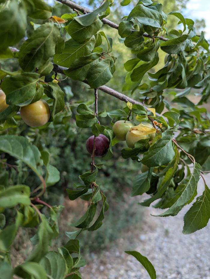 Plum Tree