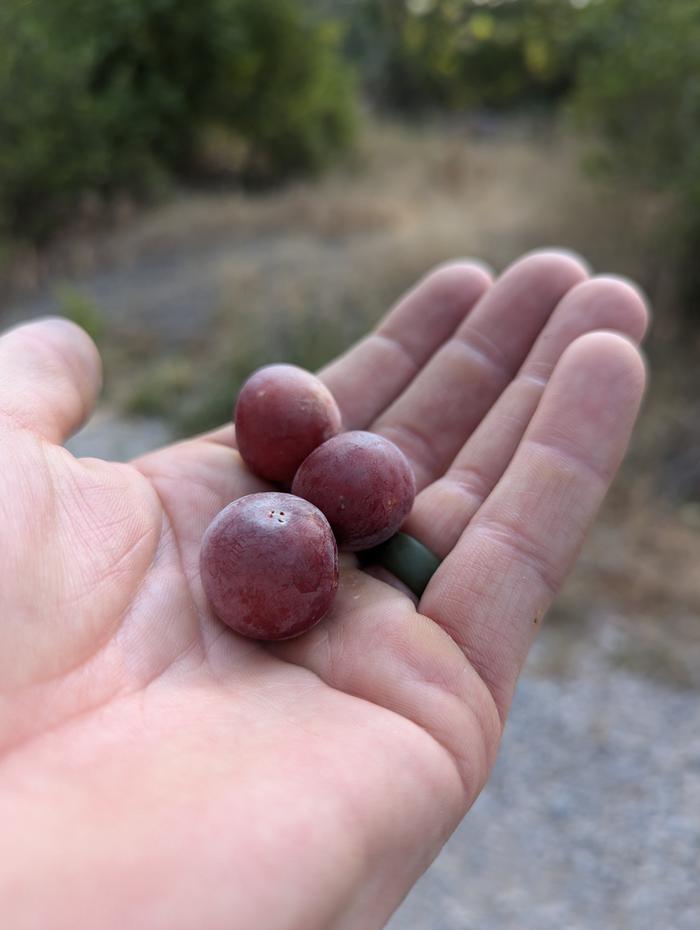 Plums 