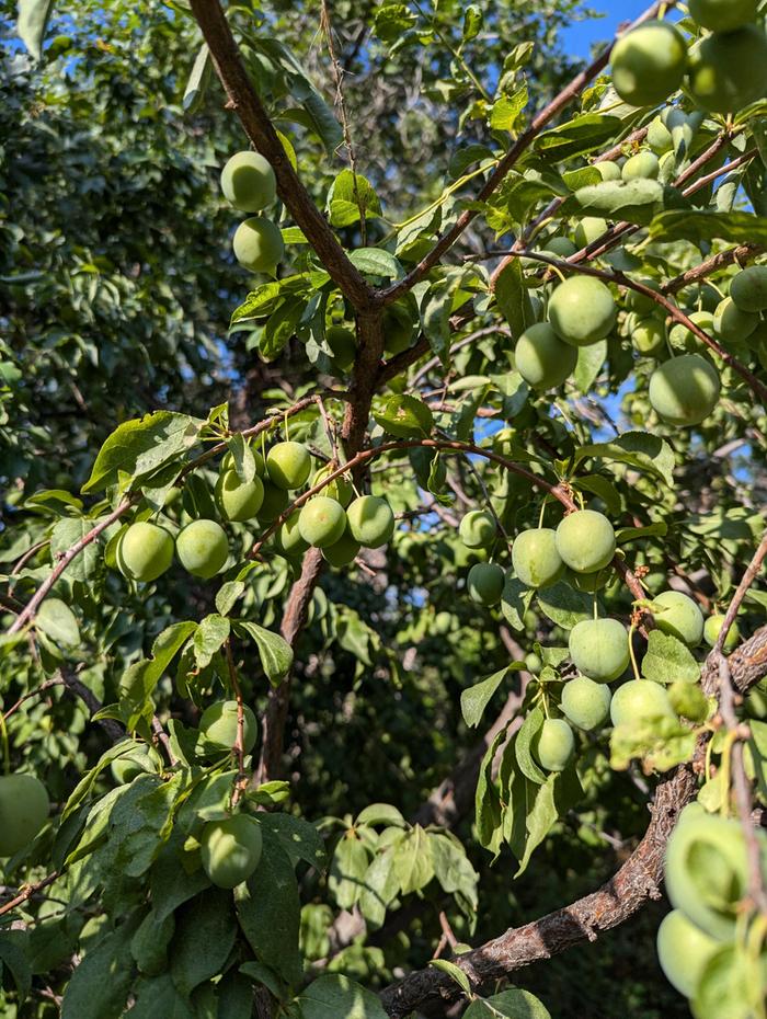 Dozens of these plum trees, loaded down with fruit each year 