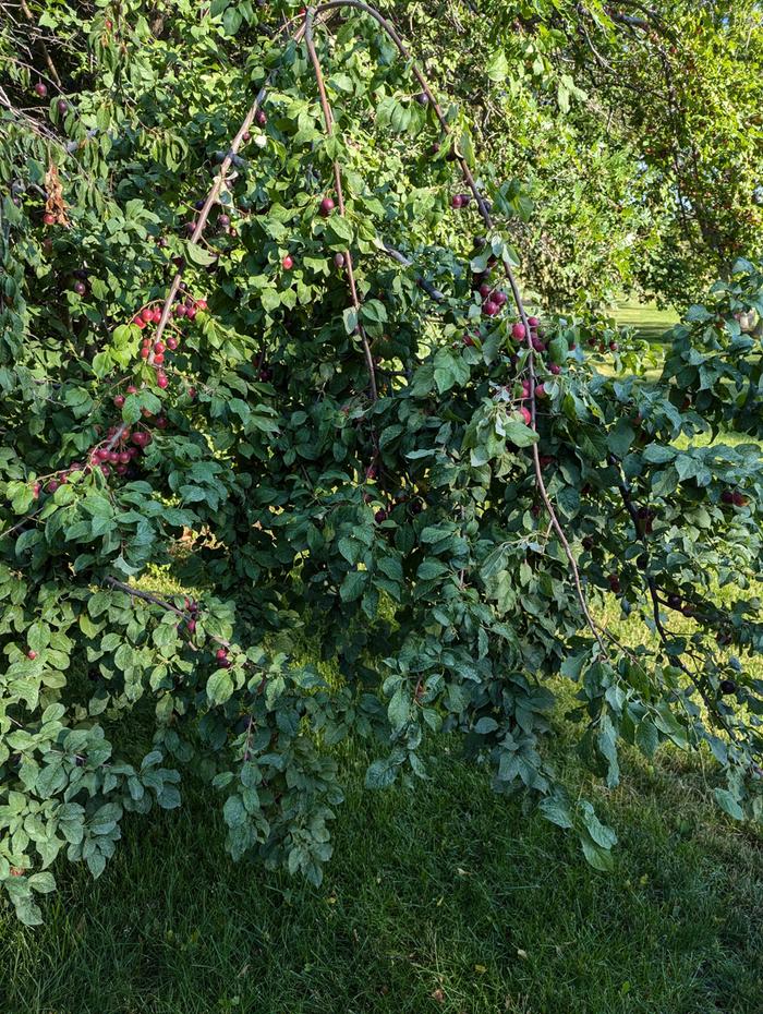 Gets pretty wild when they're ripe 