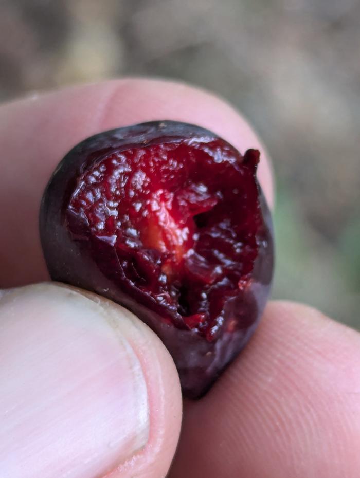 Sweet flesh, tart and complex skin, and delightful in every way 