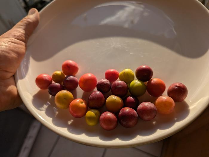 This gives you an idea of the diversity of plums, but this is not nearly the whole gamut, as they range in size from half as large as these to three times as large, and the colors go wider too