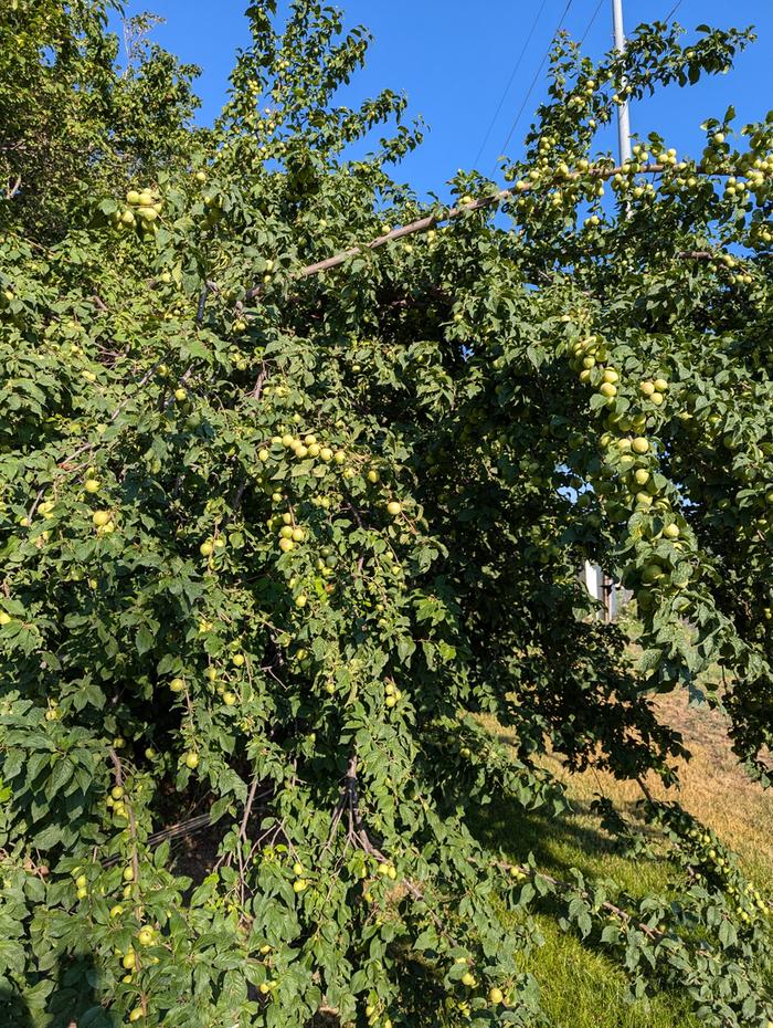 One of the wild apples 