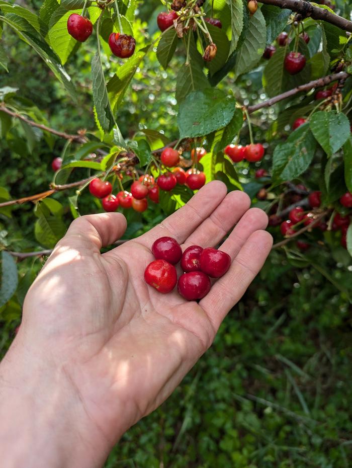 These cherries are bright and fruity, and this is a full-sized tree 
