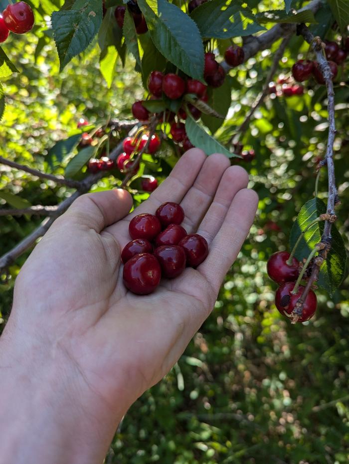 These cherries have a classic, rich cherry flavor. This tree is full-sized, bug free, and massively productive. I'll be propagating it, and probably naming it.