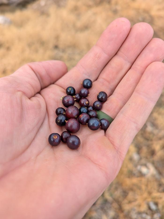Even though I gushed about the Amber Fruited Golden Currants, these black ones are delicious and nutritious, if I can get them before the birds