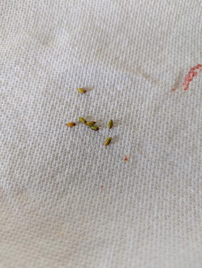Seeds from Garnet 