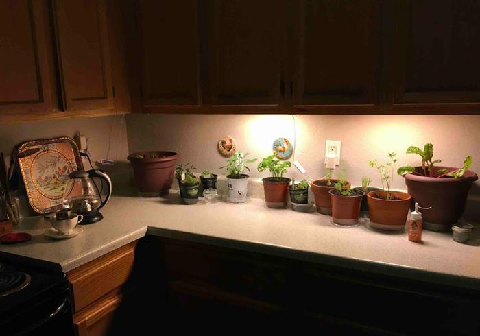 [Thumbnail for Plants_Kitche_Counter.jpg]