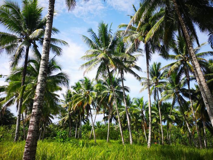 [Thumbnail for Coconut-plantation.jpg]
