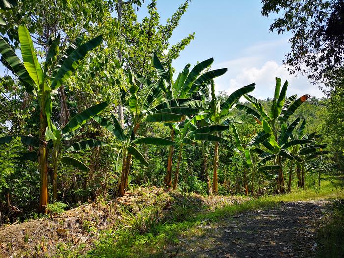 [Thumbnail for Upper-road-above-the-property-with-banana-trees.jpg]