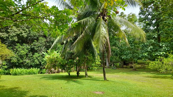 Yard
