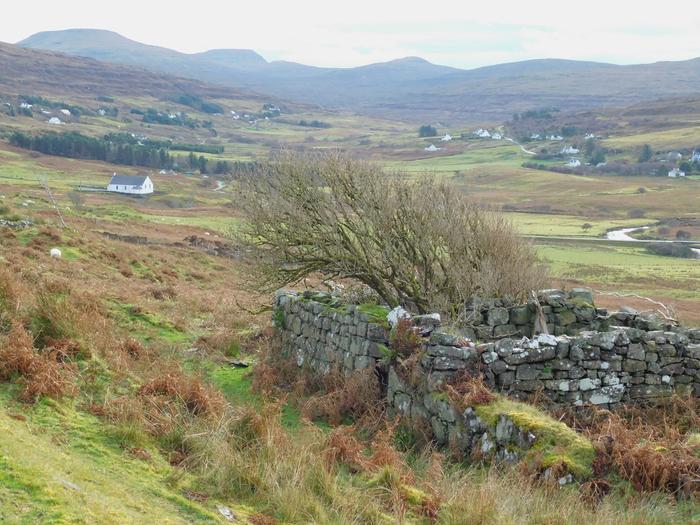 Windswept tree growing in shelter of stone ruin