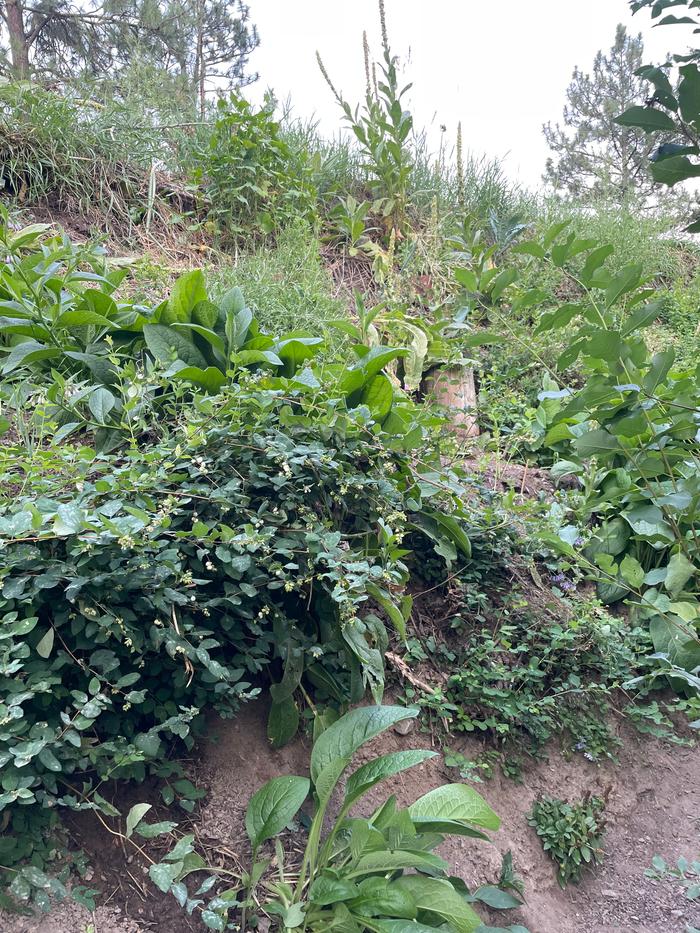 The first pic is of the stairs on one of the hugel beds and the 2nd shows a small part of the path. 