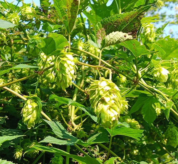 hop flowers