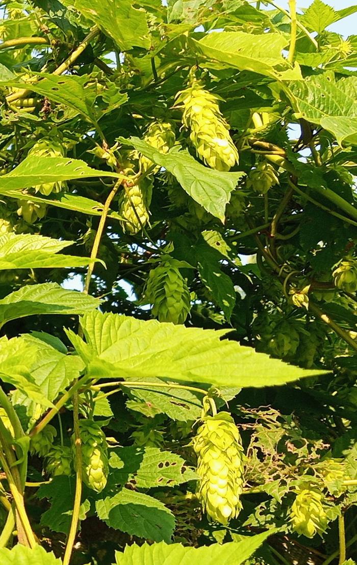 long green hop flowers in the sunshine