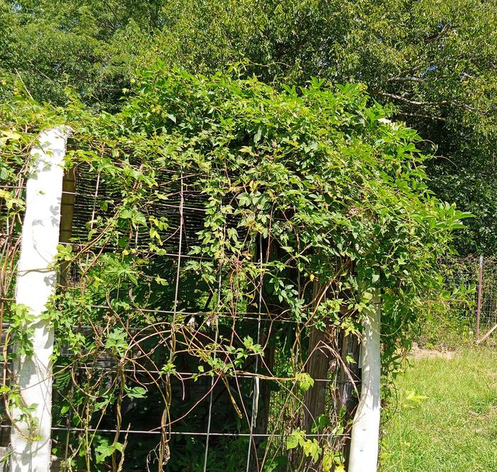 hop vine growing up mes for shade tunnel 