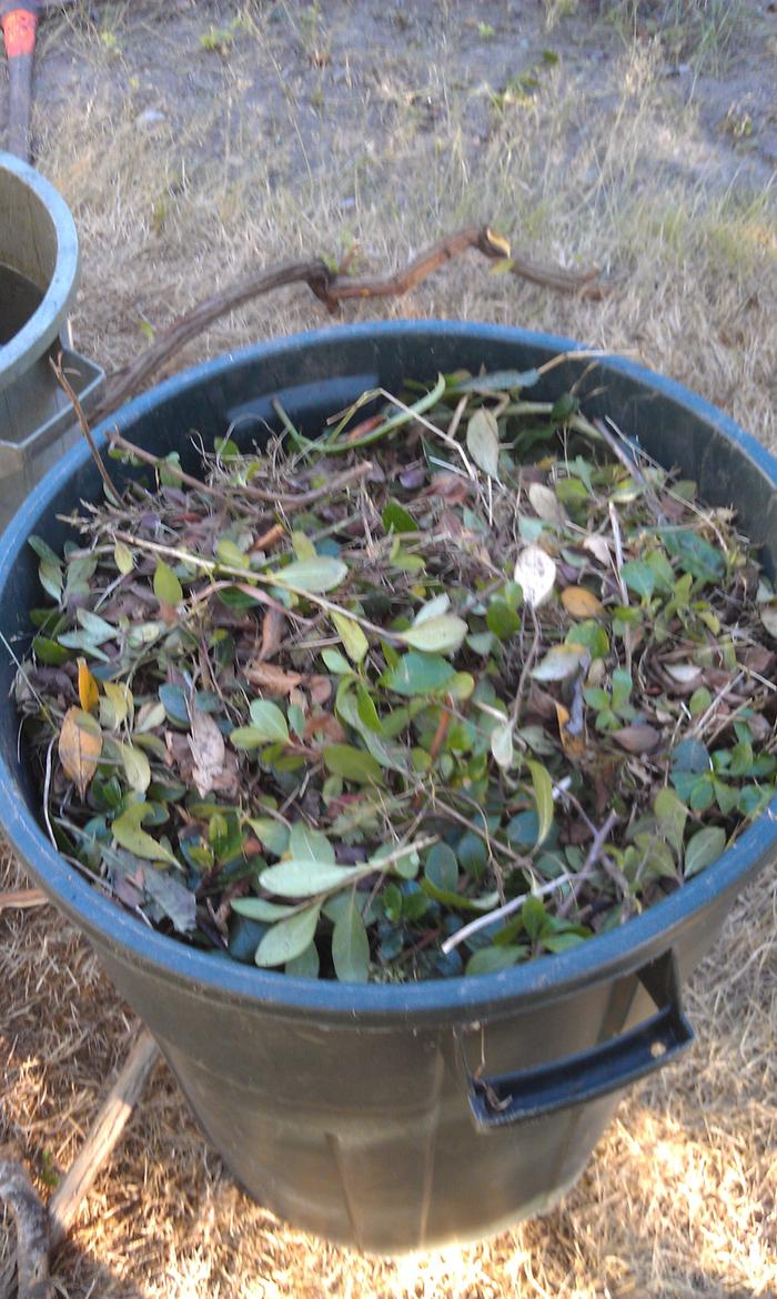 trash can of bush trimmings for mulch