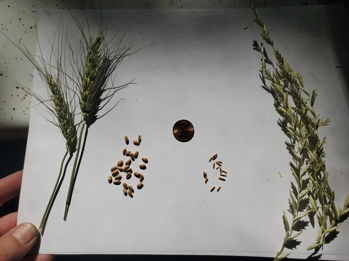 [Thumbnail for wheat-and-kernza.jpg]