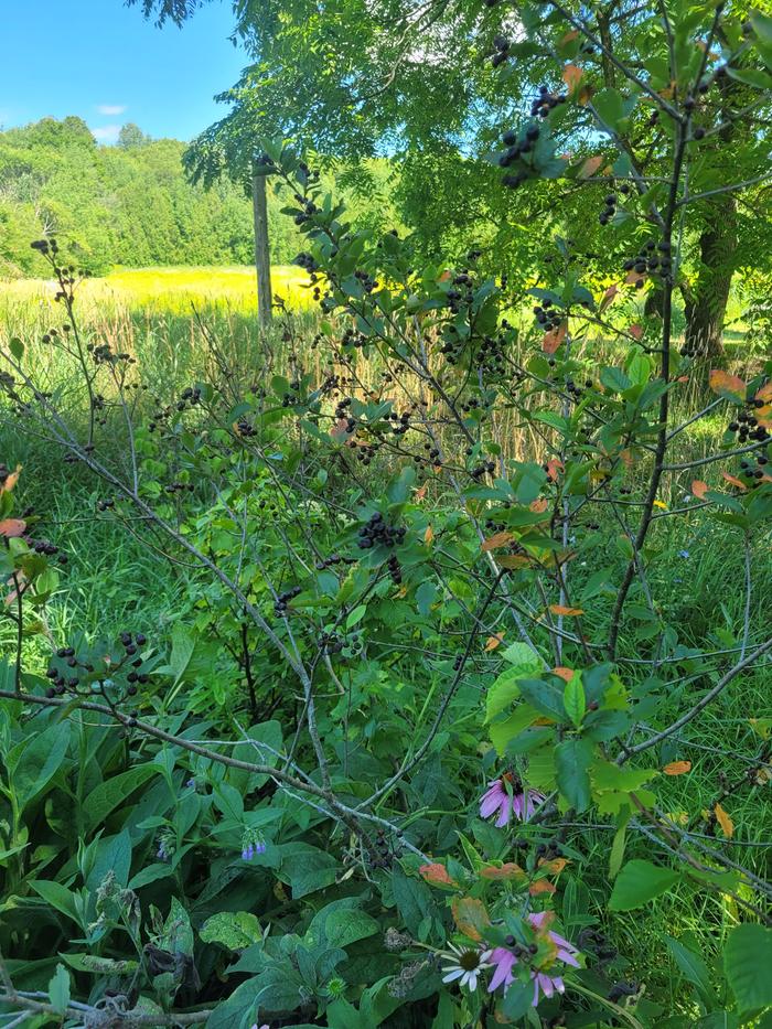 [Thumbnail for aronia-last-leaves-almost-dead.jpg]