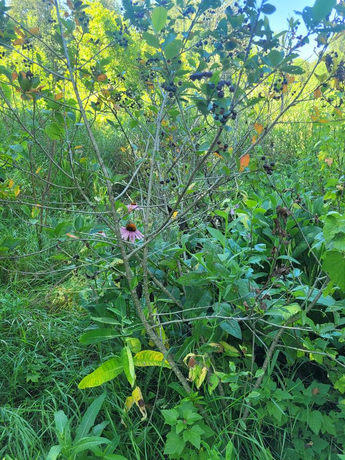 [Thumbnail for aronia-almost-dead-milkweed-and-current-yellowing.jpg]