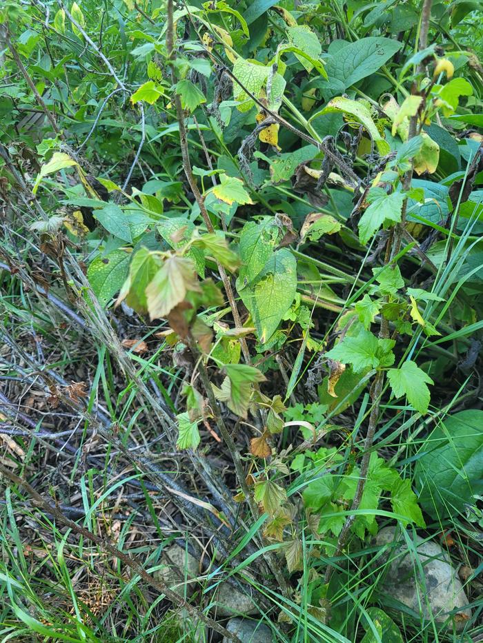 [Thumbnail for current-yellow-leaves.jpg]