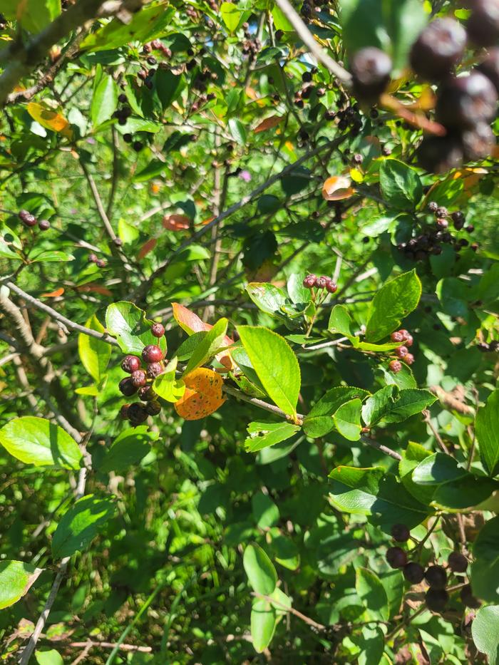 [Thumbnail for aronia-sparse-folliage-yellow-leaves-berries-dry-dense.jpg]