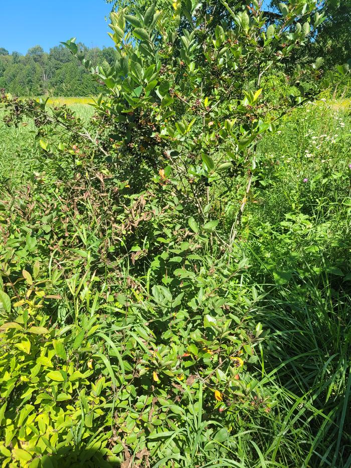 [Thumbnail for haskap-left-brown-leaves-and-aronia-middle-taller.jpg]