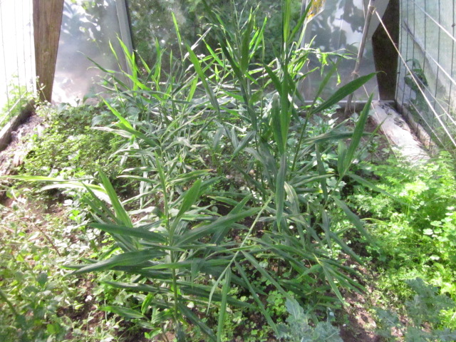 Ginger plants