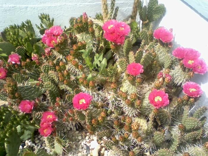 Cactus bed.