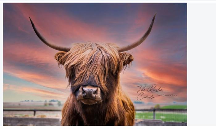 The below zero Highland cow of Scotland