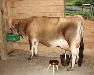 Carmen in the milking room