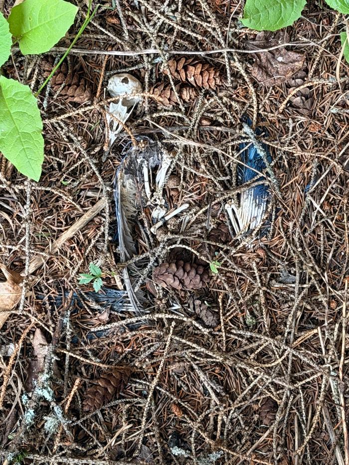 bluejay gravesite