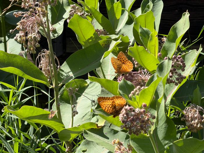 these actively chase the monarchs away