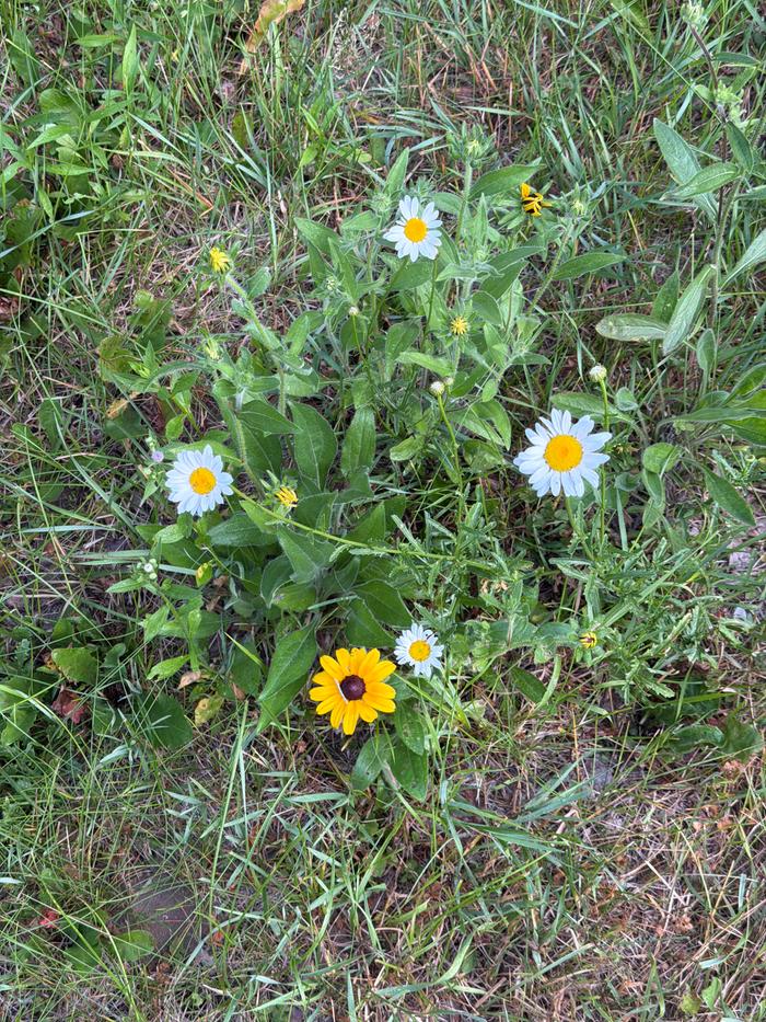 I leave room for wildflowers
