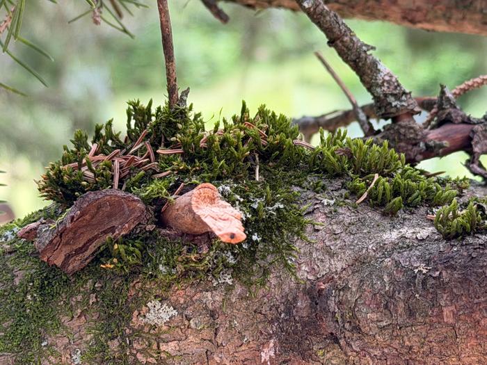 Miniature worlds form in the branches that we're normally oblivious to.