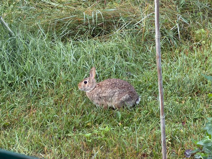 We have a family of bunnies this year that littered in the henhouse foundation.