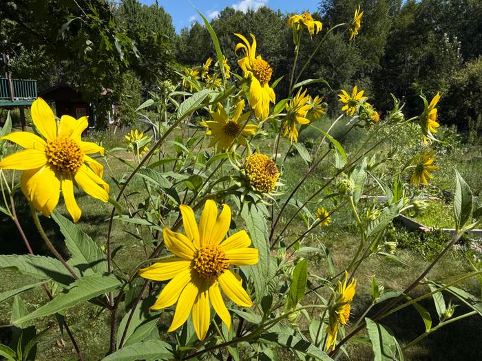 We have a big variety of wild sunflowers that grown in this area.